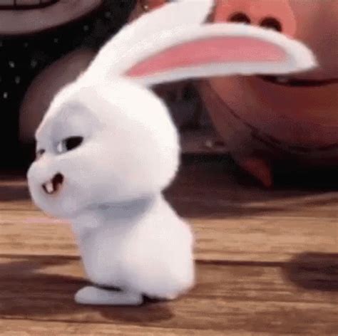 bunny gif|funny bunny gif.